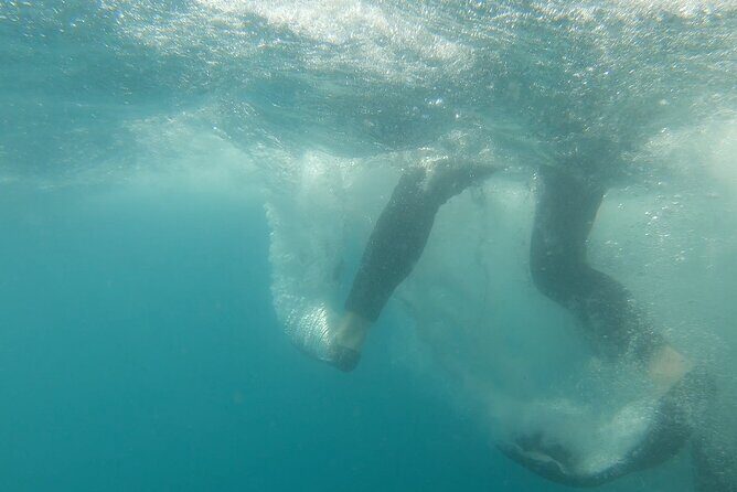 Whale Shark Swimming Adventure: Small Group with Marine Biologist - Should You Book This Tour With Eco Migrations?