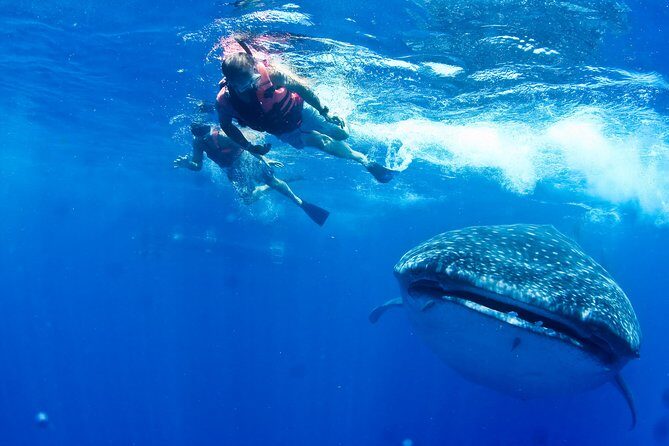 Whale Shark Swimming and Isla Mujeres Beach Tour - Cancun pickup and the early-morning logistics