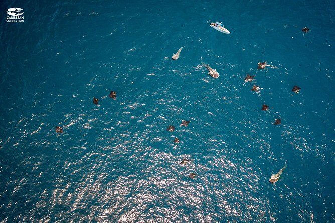 Whale Shark Swimming and Isla Mujeres Beach Tour - Food and drinks: included, but don’t expect a resort buffet