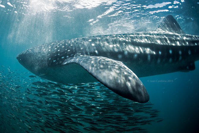 Whale Shark Swimming and Isla Mujeres Beach Tour - Who should book this, and who should skip it