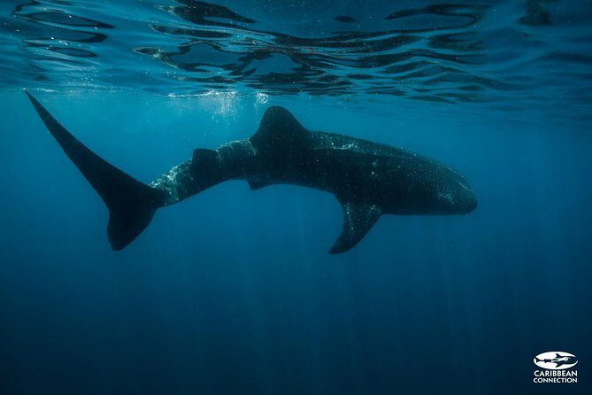 Whale Shark Swimming and Isla Mujeres Beach Tour - The whale shark swim: what your time looks like