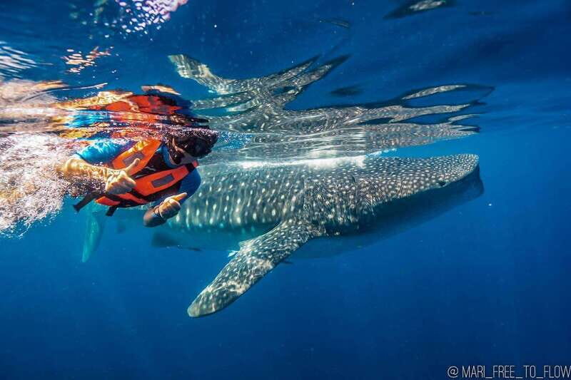 Whale Shark swimming ocean safari all included tour - Key things to know before you book
