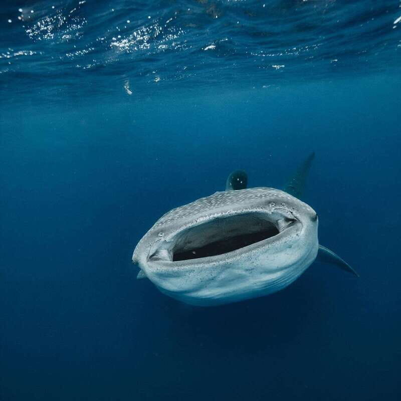 Whale Shark swimming ocean safari all included tour - My Booking Checklist Before You Head to the Dock