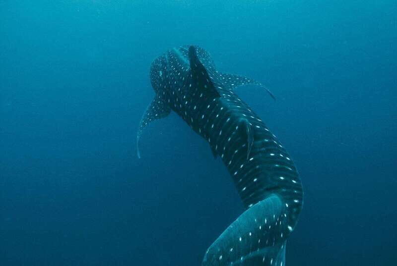 Whale Shark swimming ocean safari all included tour - Whale Shark Day With a Local Family Team (Isla Sea Tours)