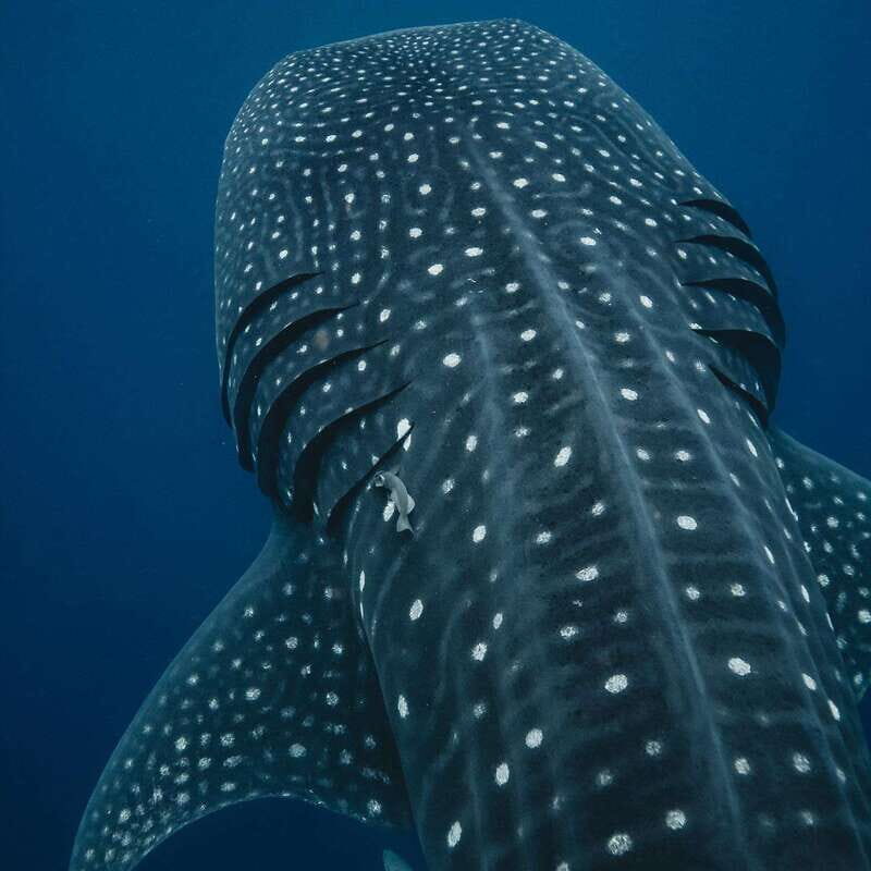 Whale Shark swimming ocean safari all included tour - The Boat and Crew Setup: Safety That Lets You Focus