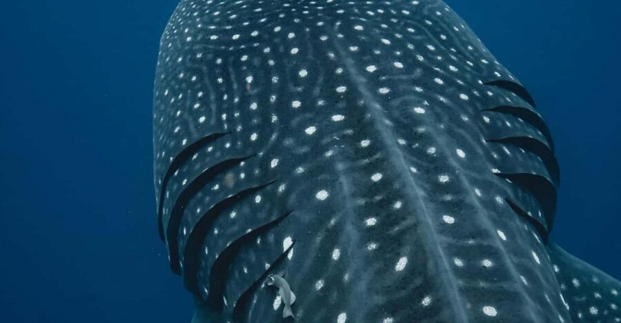 Whale Shark swimming ocean safari all included tour - The Whale Shark Hunt: What You’re Really Paying For