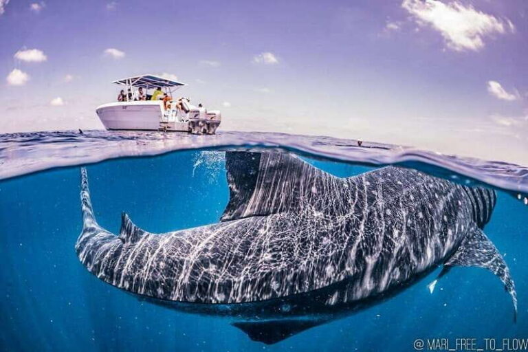 Whale Shark swimming ocean safari all included tour - How the 6.5 Hours Flow: Cancun Pickup to Isla Mujeres Beach Time