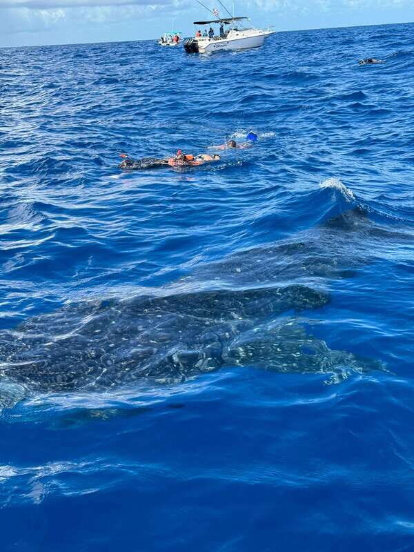 Whale Shark swimming ocean safari all included tour - Price and What You Should Budget (Dock Fees Matter)