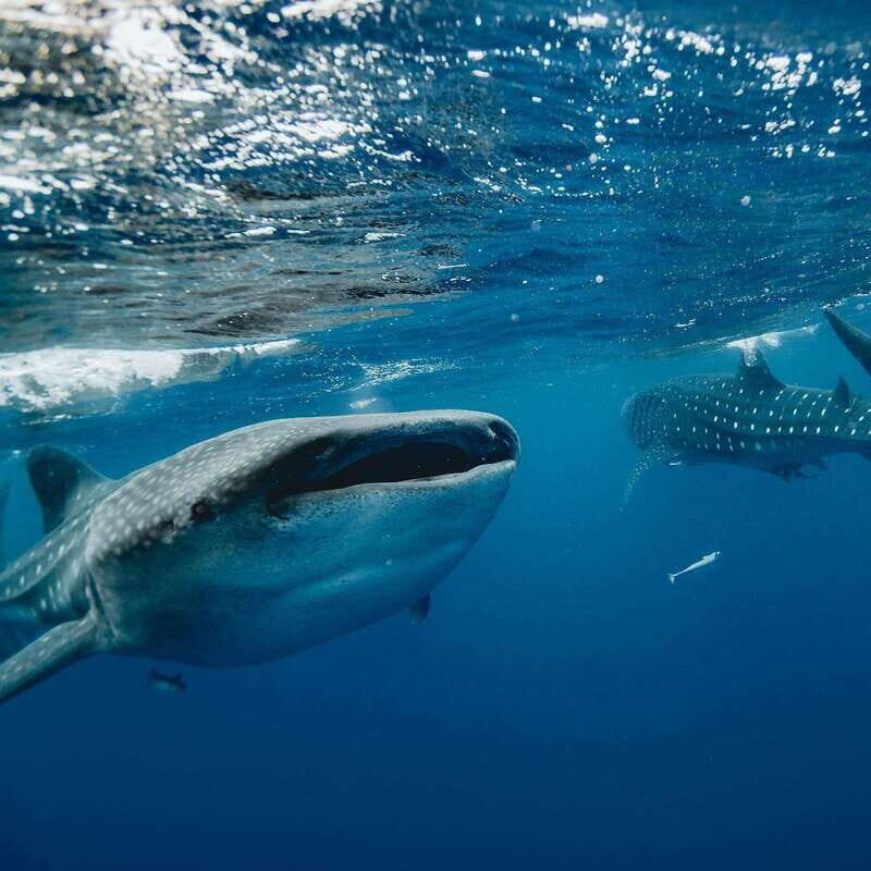 Whale Shark swimming ocean safari all included tour - Who This Tour Suits Best (and Who Should Skip It)