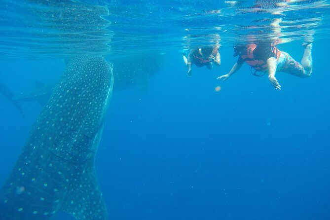 Whale Shark Tour from Cancun and Playa Del Carmen - Quick hits before you go