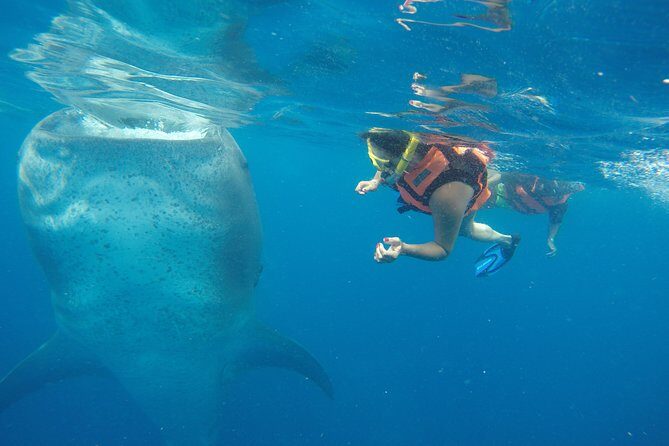 Whale Shark Tour from Cancun and Playa Del Carmen - Morning Pickup and Punta Sam: The Day Starts Before the Sun