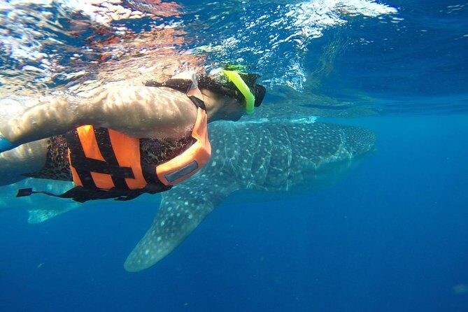 Whale Shark Tour from Cancun and Playa Del Carmen - The Boat Ride Reality Check: Safety, Choppy Water, and Motion Sickness Prep