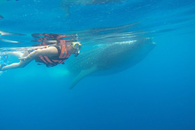 Whale Shark Tour from Cancun and Playa Del Carmen - Whale Shark Snorkel Time: Short, Structured, and Worth It