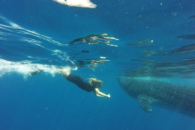 Whale Shark Tour from Cancun and Playa Del Carmen - Who You’ll Be With: Guides, Captains, and Group Size