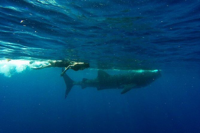 Whale Shark Tour from Cancun and Playa Del Carmen - Lunch at Isla Mujeres: Playa Norte and a Real Break From the Boat
