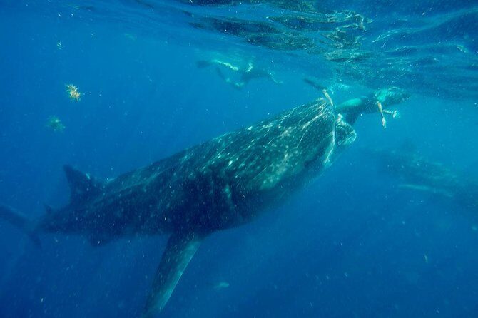 Whale Shark Tour from Cancun and Playa Del Carmen - Price and True Cost: What $155 Covers (and What to Bring in Cash)