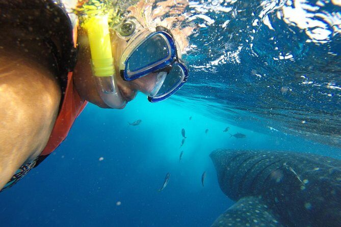 Whale Shark Tour from Cancun and Playa Del Carmen - What to Bring (So Your Day Goes Smooth)