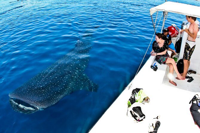 Whale Shark Tour from Cancun, Playa del Carmen, Tulum and Riviera Maya - Isla Mujeres: Playa Norte lunch and the perfect cooldown