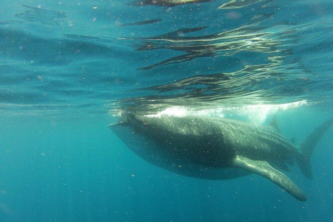 Whale Shark Tour from Holbox Island - Why Holbox’s whale shark day starts so early