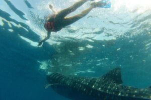 Whale Shark Tour from Holbox Island - The boat ride to the sanctuary: fast, bouncy, and worth preparing for