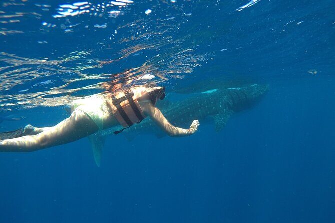 Whale Shark Tour from Holbox Island - The guide and captain team: small details that make the day smoother