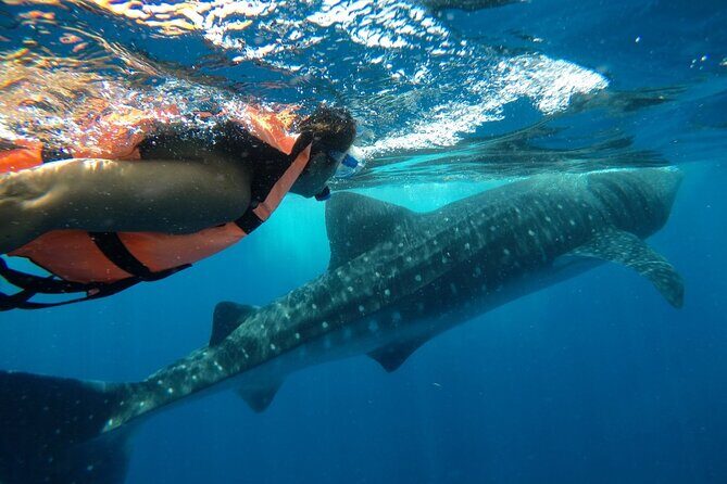 Whale Shark Tour from Holbox Island - Cabo Catoche snorkeling: a good second stop, but visibility can vary