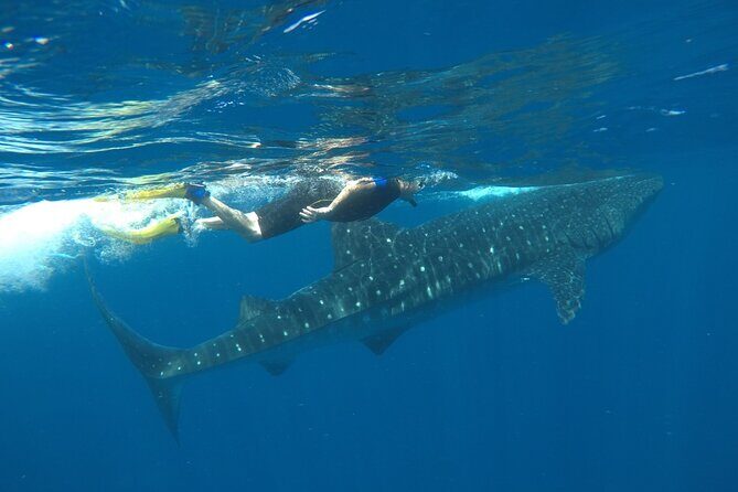 Whale Shark Tour from Holbox Island - Food and snacks: ceviche, sandwiches, and what to bring