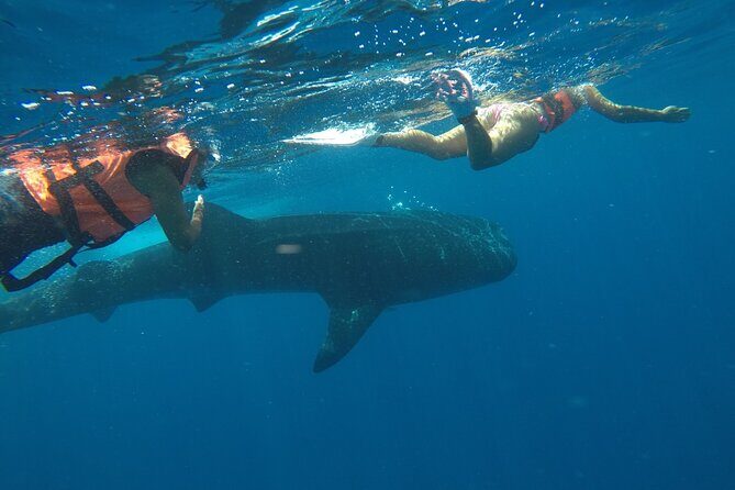 Whale Shark Tour from Holbox Island - The often-overlooked timing: the day can run longer than the listing