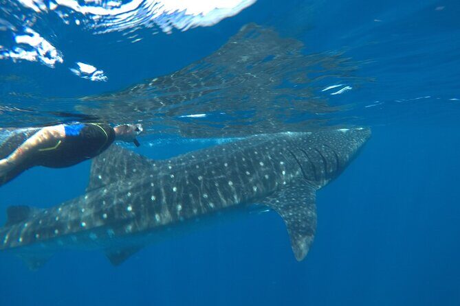 Whale Shark Tour from Holbox Island - Price and logistics: is $210 good value?