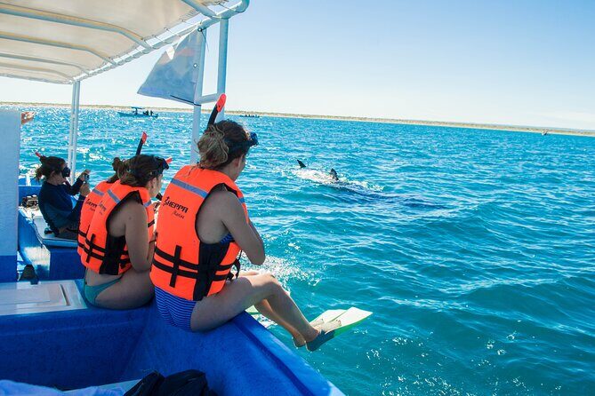 Whale sharks and sea lions snorkeling plus Balandra beach lunch - La Paz whale shark snorkeling: the real value is the time in the water