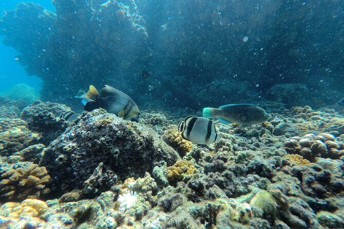 Whale sharks and sea lions snorkeling plus Balandra beach lunch - How the whale shark session actually feels: calm, controlled, and repeatable