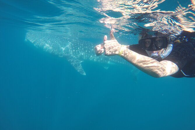 Whale sharks and sea lions snorkeling plus Balandra beach lunch - Sea lions next: a different kind of snorkeling