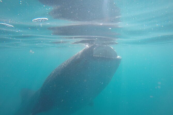 Whale sharks and sea lions snorkeling plus Balandra beach lunch - Balandra beach lunch: where the day slows down