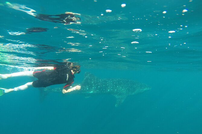 Whale sharks and sea lions snorkeling plus Balandra beach lunch - Guides and GoPro photos: why small teams matter