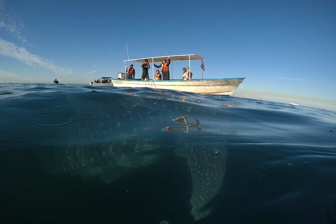 Whale sharks and sea lions snorkeling plus Balandra beach lunch - Safety, rules, and who the tour fits best