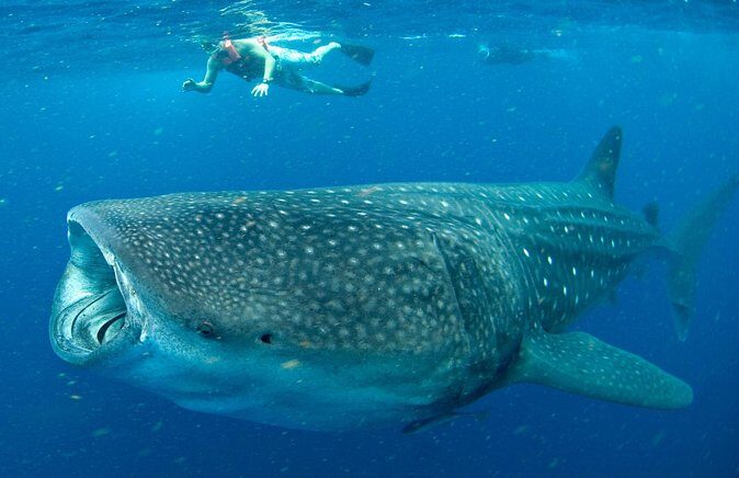 Whale Sharks Small-Group Tour in Cancun and Riviera Maya - Whale Sharks from the Yucatán: Why This Is a Real Opportunity