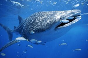 Whale Sharks Small-Group Tour in Cancun and Riviera Maya - Price and Logistics: What $160 Really Buys (and What Costs Extra)