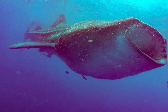 Whale Sharks Small-Group Tour in Cancun and Riviera Maya - The Ride Out: How the Boat and Sea Conditions Can Shape the Day