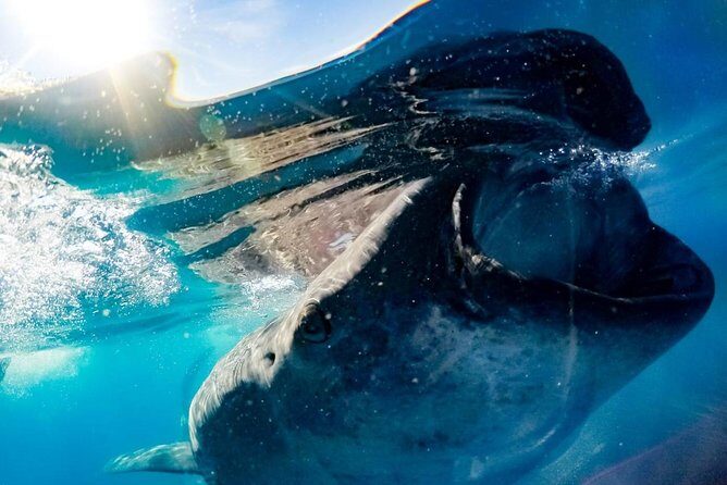 Whale Sharks Small-Group Tour in Cancun and Riviera Maya - Finding Whale Sharks: What Safety Rules and Timing Feel Like