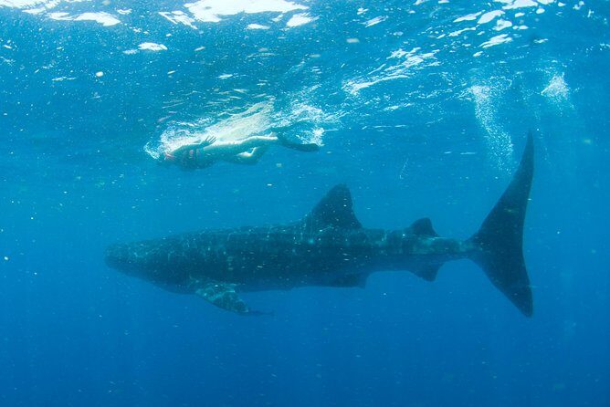 Whale Sharks Small-Group Tour in Cancun and Riviera Maya - How the Pickup Works: Cancun, Playa del Carmen, Tulum, Riviera Maya