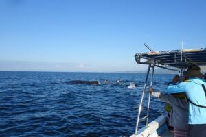 Whale Watching Adventure – Led by a Marine Biologist - Marina Vallarta boarding: small-boat viewing with real-world comfort