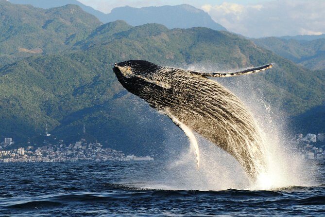 Whale Watching Adventure – Led by a Marine Biologist - The marine biologist on board: turning sightings into meaning
