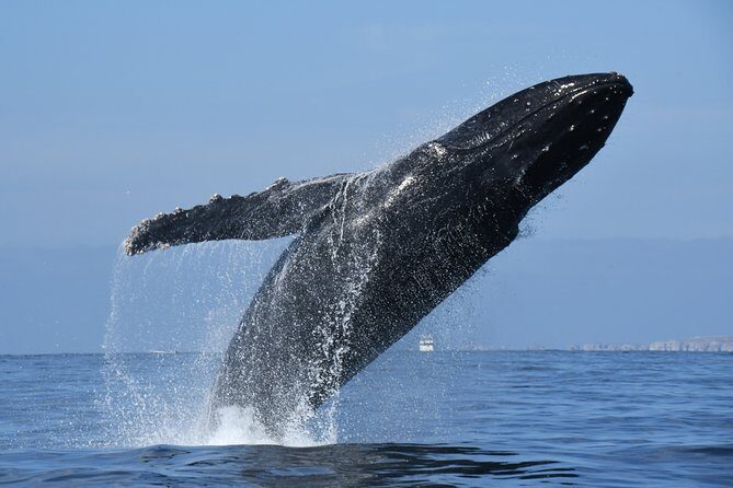 Whale Watching Adventure – Led by a Marine Biologist - Hearing humpback whales with the hydrophone (the moment everyone remembers)