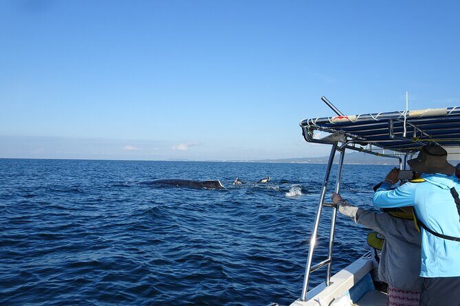 Whale Watching Adventure – Led by a Marine Biologist - Marina Vallarta boarding: small-boat viewing with real-world comfort