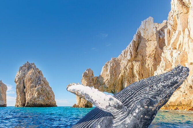 Whale Watching and Cabo San Lucas Arch - Quick hits you should know
