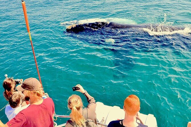 Whale Watching and Cabo San Lucas Arch - The Sea of Cortez portion: where the marine life story gets real