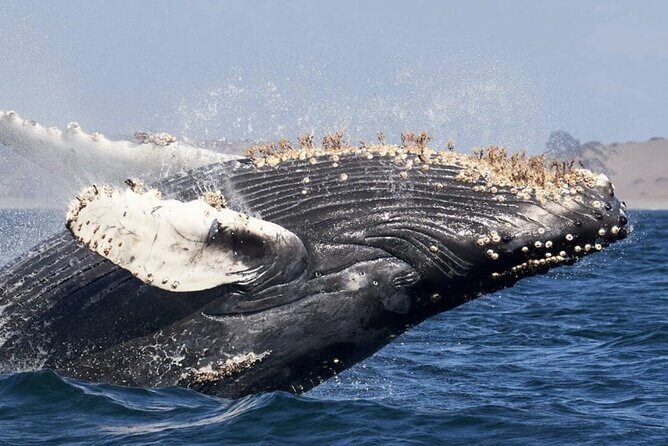Whale Watching and Cabo San Lucas Arch - Playa del Amor, Playa El Médano, and the beach-time trade-off