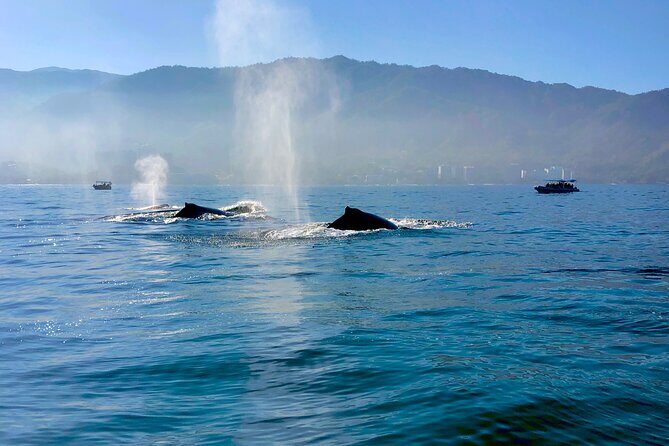 Whale Watching and Los Arcos 5 Islands Adventure - What you get for $79: the value is in the included extras