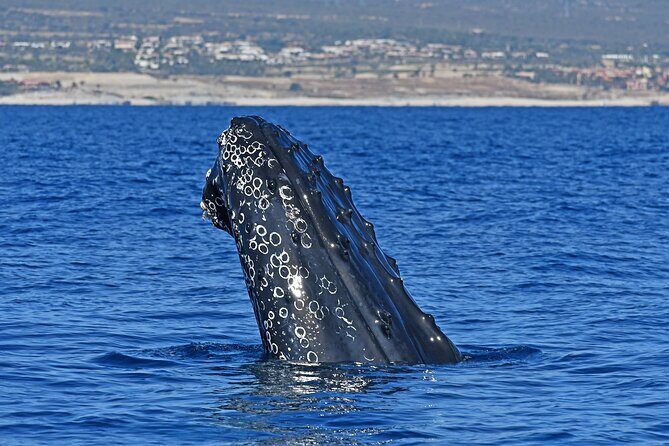 Whale Watching by Zodiac in Cabo San Lucas with Photos Included - Whale Watching in Cabo, But With a Different Boat Philosophy