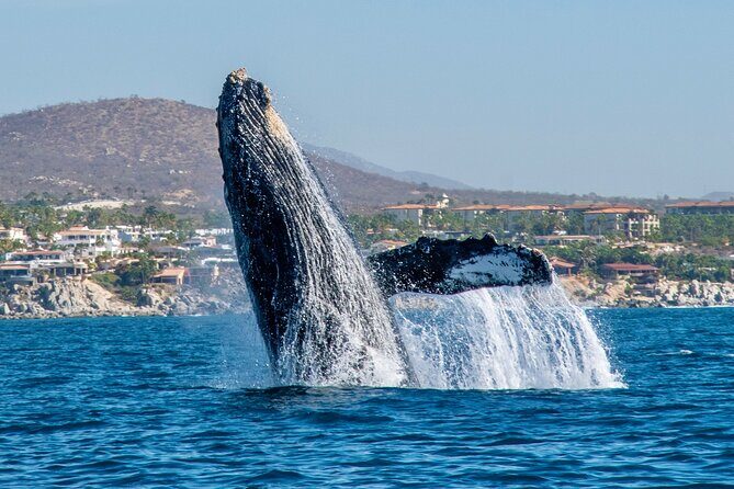 Whale Watching by Zodiac in Cabo San Lucas with Photos Included - The Boat Ride: 28-Foot Apex Meets Real-World Whale Viewing